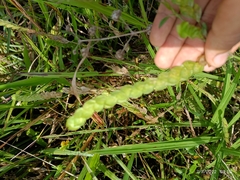 Baccharis trimera