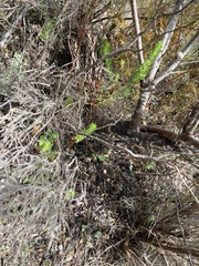 Leucadendron modestum