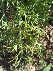 Anthemideae