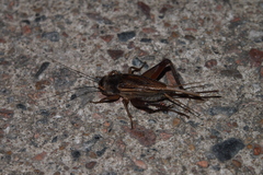 Teleogryllus