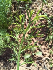 Anthemideae