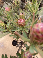Leucadendron modestum