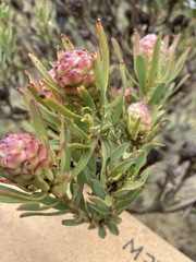Leucadendron modestum