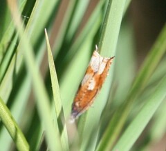 Ancylis uncella
