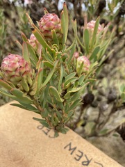 Leucadendron modestum