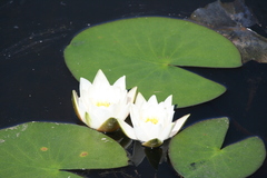 Nymphaea candida