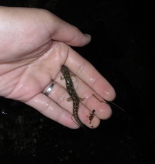Onychodactylus koreanus