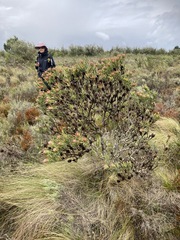 Leucadendron modestum