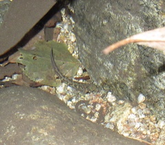 Onychodactylus koreanus