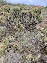 Leucadendron modestum