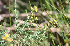 Genista anglica