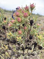 Leucadendron modestum