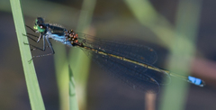 Pseudagrion deningi