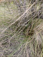 Leucadendron modestum