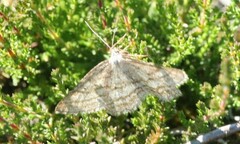 Perconia strigillaria