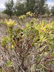 Leucadendron modestum