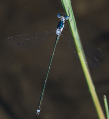 Lestes pinheyi