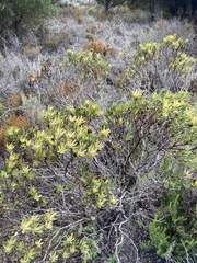 Leucadendron modestum