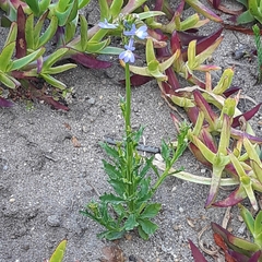 Lobelia comosa