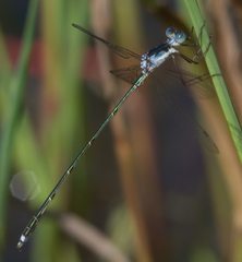 Lestes pinheyi