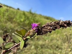 Grona heterocarpos strigosa