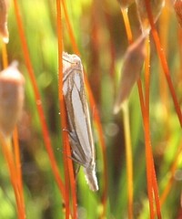 Crambus pascuella