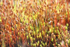 Polytrichum piliferum