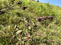 Grona heterocarpos strigosa