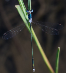 Lestes pinheyi