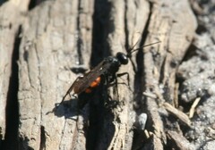 Anoplius viaticus