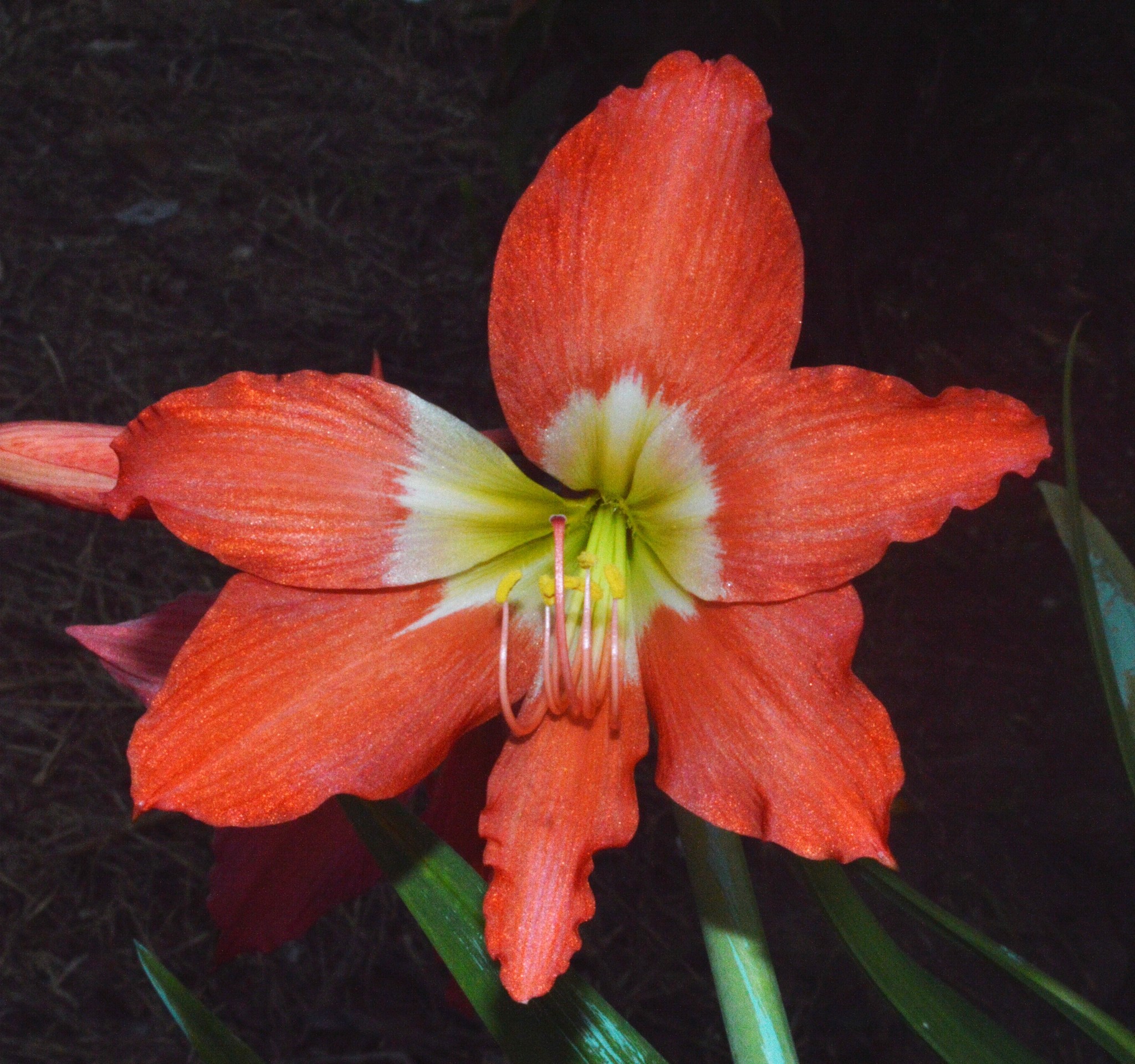 Azucena Roja (Hippeastrum puniceum) · Naturalista Costa Rica