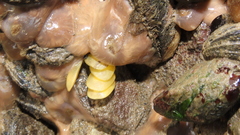 Trophon geversianus