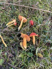 Hygrocybe splendidissima