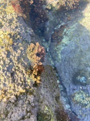 Corallina officinalis