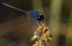 Trithemis hecate