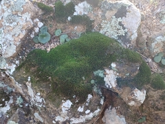 Bryum argenteum