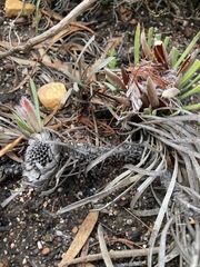 Protea aspera