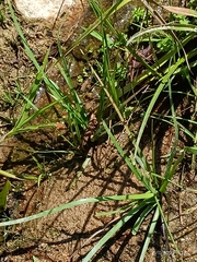 Nothoscordum gracile