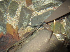 Onychodactylus koreanus