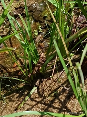 Nothoscordum gracile