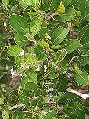 Phillyrea latifolia