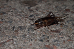 Teleogryllus