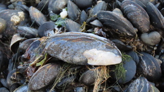 Mytilus chilensis