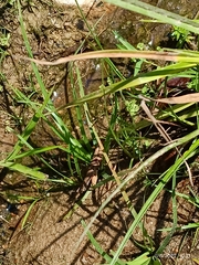 Nothoscordum gracile