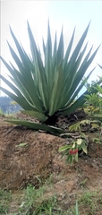 Furcraea