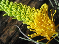 Grevillea eriostachya