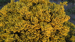 Cytisus