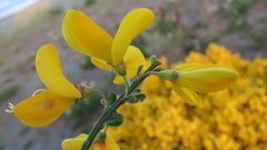 Cytisus