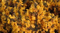 Cytisus
