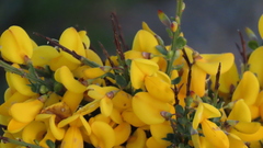 Cytisus